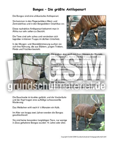 Bongo-Steckbrief.pdf